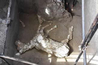 Гипсовый слепок лошади, погибшей при извержении вулкана