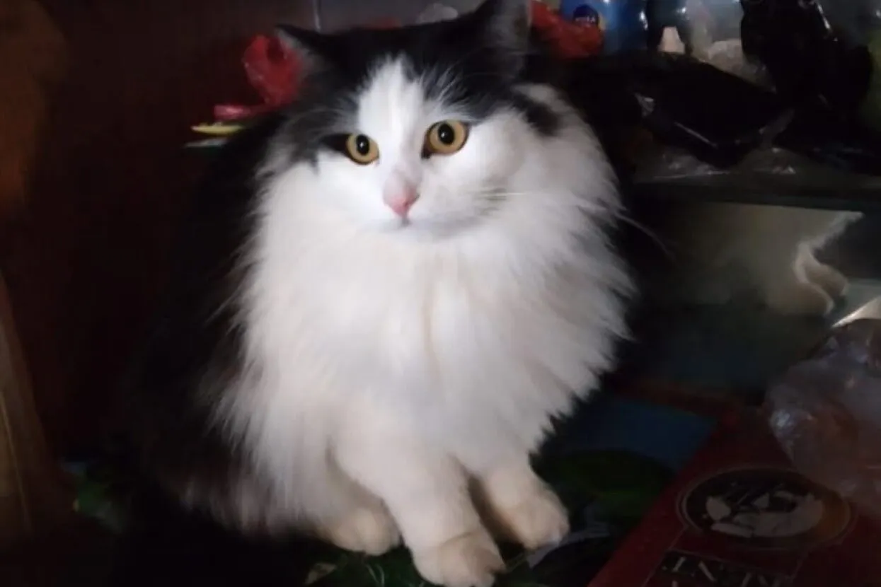 <a href="https://47news.ru/" target="_blank">47 news</a>