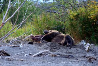 Медведь-каннибал задрал медвежонка и лежит возле своей добычи. Осень 2020 года