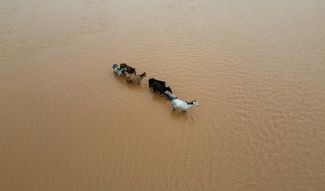 Лошади, окруженные водой разлившейся реки Жакуи, в Прайя-де-Пакета, 3 мая