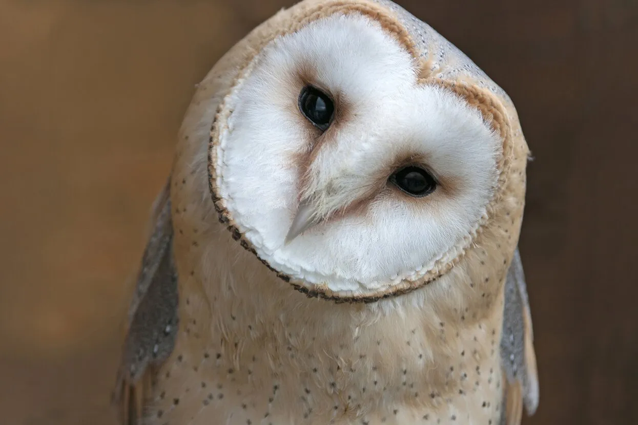 A.S.Floro / Shutterstock