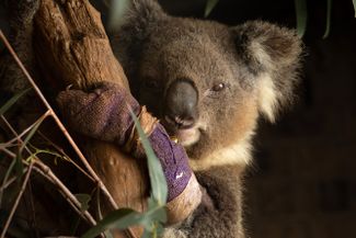 Истощенная из-за засухи самка коалы восстанавливается в спасательном центре для диких животных. Робертсон, Австралия, 29 января 2020 года