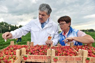 Директор «Совхоза имени Ленина» Павел Грудинин на сборе урожая клубники, 1 июля 2015 года
