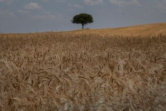 Пшеничное поле в Гадруте