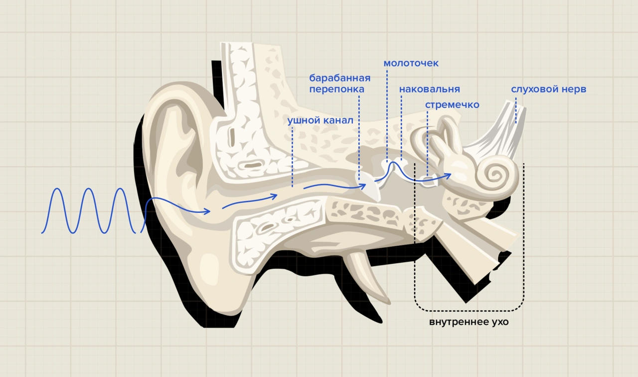 Запредельно громко: Чем опасен шум и как себя от него оградить — Meduza