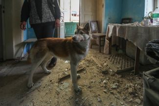 Жительница Херсона и ее собака в частном доме, поврежденном в ходе обстрела города российской армией. 18 апреля 2023 года