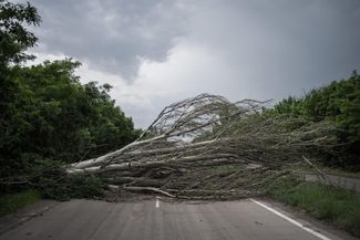 A large, old tree serves as a makeshift roadblock in the Donbas, June 2022