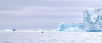 Судно M/S World Explorer рядом с айсбергом А68а. Март 2020