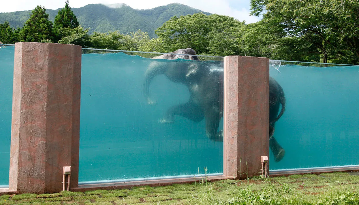 Фото: Koji Ueda / AP / Scanpix