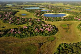 Водно-болотные угодья Пантанал, Бразилия. 2018 год