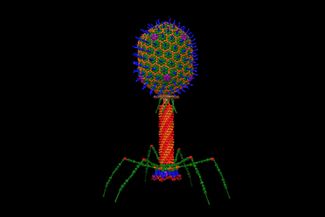 Структурная модель бактериофага на атомном уровне