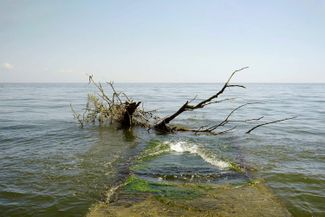 Деревья, смытые наводнением после взрыва дамбы Каховской ГЭС, вынесло в Черное море и прибило к берегу у Одессы
