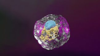 Трехмерное изображение эмбрионоподобной структуры, полученной группой института Вейцмана. Возраст — 14 дней. Голубой цвет — эмбриональный диск, желтый — желточный мешок, розовый — амниотическая полость