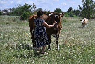 63-летняя жительница Лимана Юлия Полякова с коровой в поле на окраине города