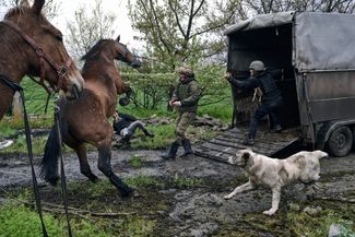 Украинские военные и волонтеры эвакуируют лошадей с заброшенной фермы в Авдеевке. 25 апреля 2023 года