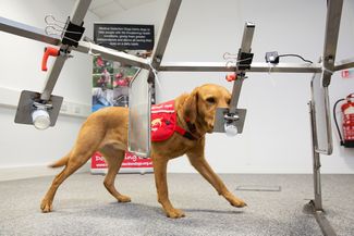 Лабрадор Дейзи из британской организации Medical Detection Dogs натренирована чуять рак