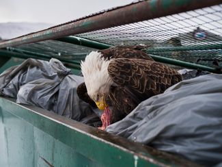 Категория «Природа», первое место в категории «Отдельная фотография». Белоголовый орлан копается в помойке у супермаркета в Датч-Харборе на Аляске, 14 февраля 2017 года
