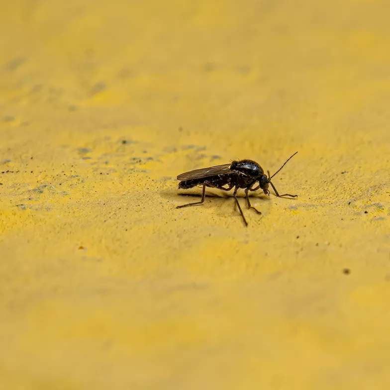 Vinicius R. Souza / Shutterstock.com