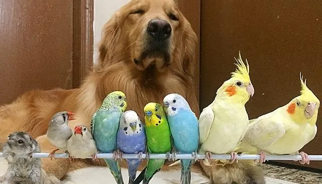 Фото: bob_goldenretriever / Instagram