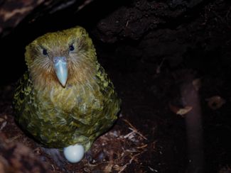 Do you remember the cute kakapo parrots? Well, the ones that weigh four kilos and can’t fly. So, they have already hatched 51 chicks this season! That’s a lot, and there will be more. How did you save birds from extinction?