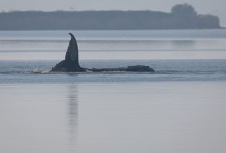 Timmy the whale in Wismar Bay on April 17, 2026