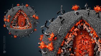 Вирус иммунодефицита человека