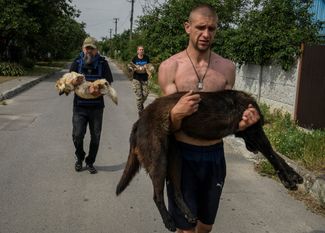 Волонтеры эвакуируют временно усыпленных собак из зоны затопления в Новой Каховке. 7 июня 2023 года